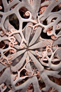 Basket Star Rottnest Island Canon 20D 60mm Macro by Mick Tait 